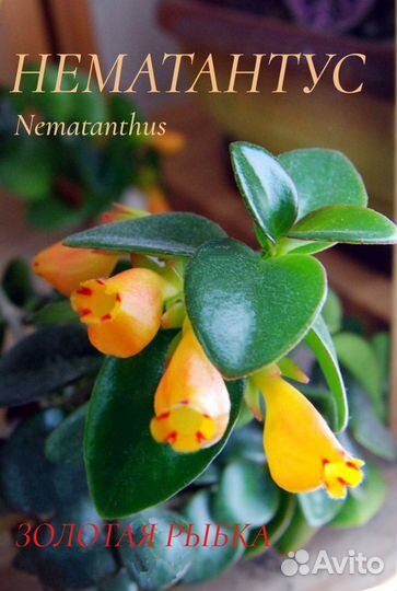 Нематантус (золотая рыбка)