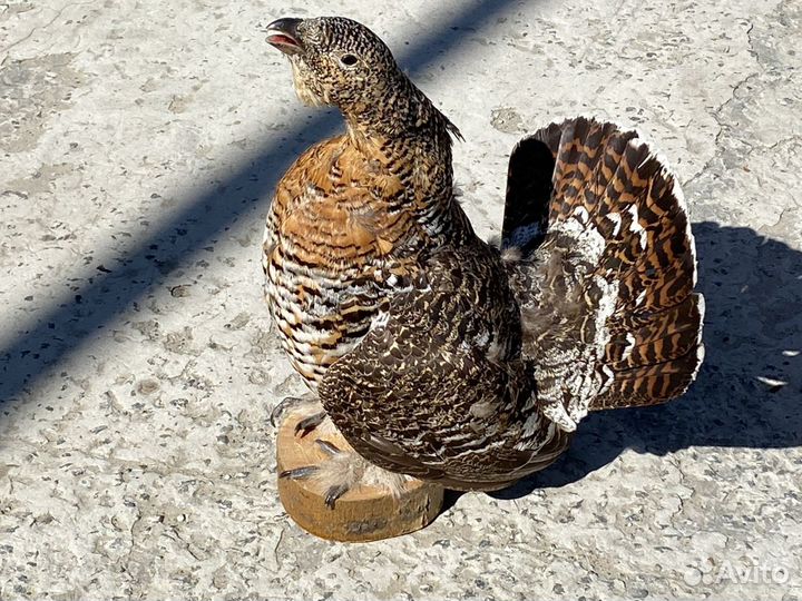 Самка глухаря чучело
