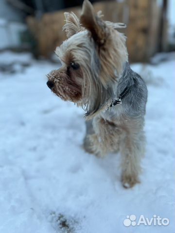 Вязка йорка