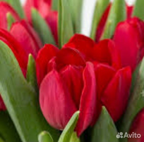 Тюльпаны к 8 марта