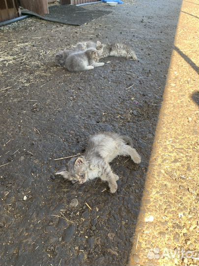 Котята в добрые руки