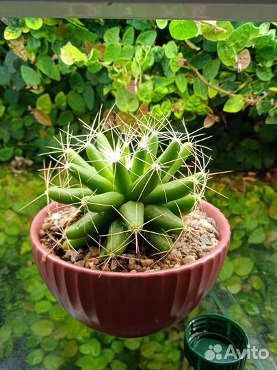 Кактус, готовый подарочный вариант