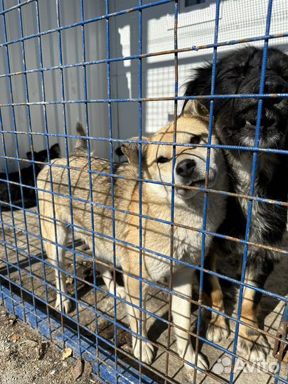 Метис сиба ину в опасности