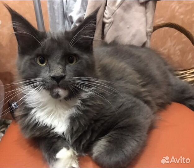 Мейн-кун мальчик 4 мес с родословной