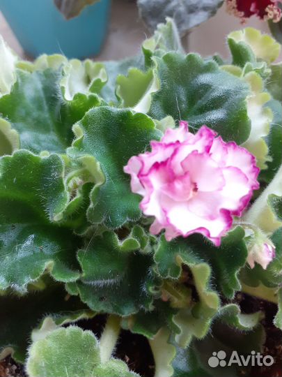 Комнатные цветы