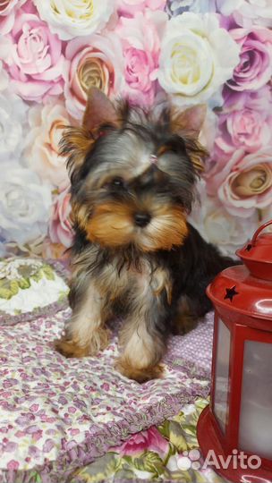 Йоркширский терьер