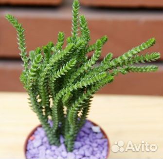 Суккуленты