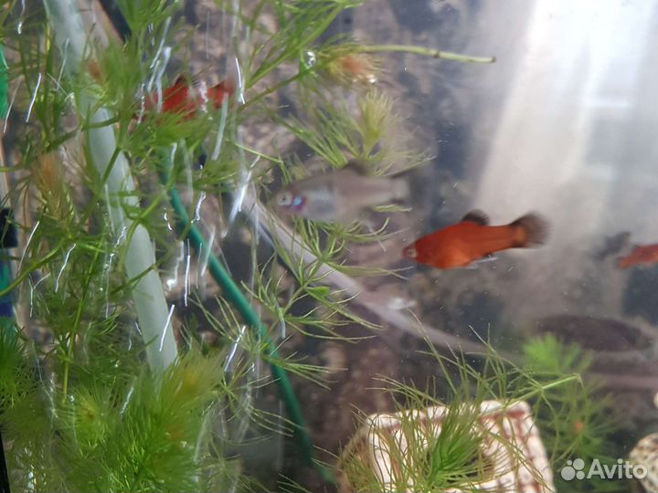 Рыбки Пецилии и Молинезии