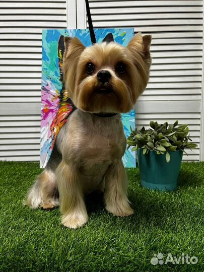 Гоуминг/Стрижка собак,Стрижка кошек