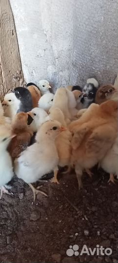 Цыплята
