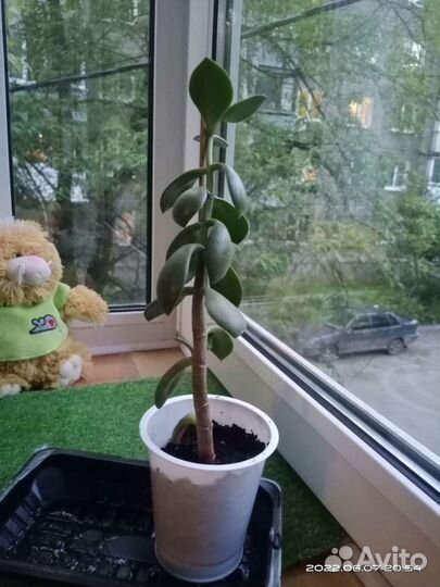 Денежное дерево