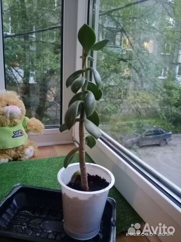 Денежное дерево