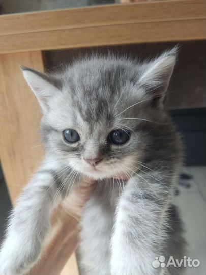 Британские котята