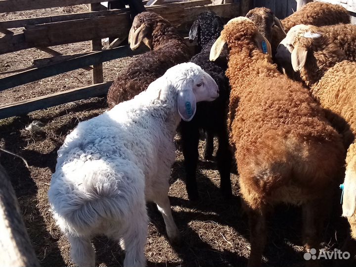 Баранчики на племя