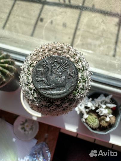 Монета Боспора