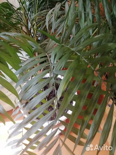 Пальма/дерево