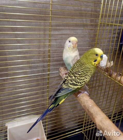 Пара волнистых попугаев с клеткой