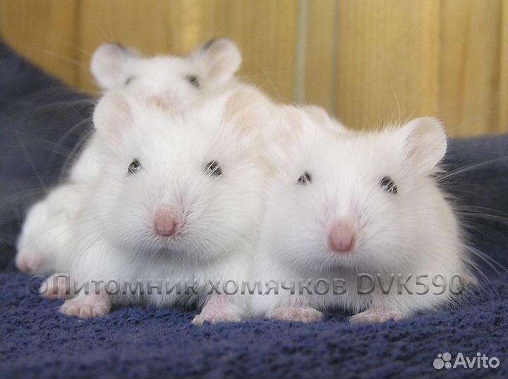 Белый хомячок из питомника