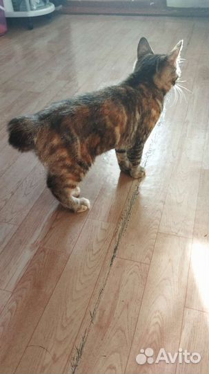 Котёнок Курильский бобтейл