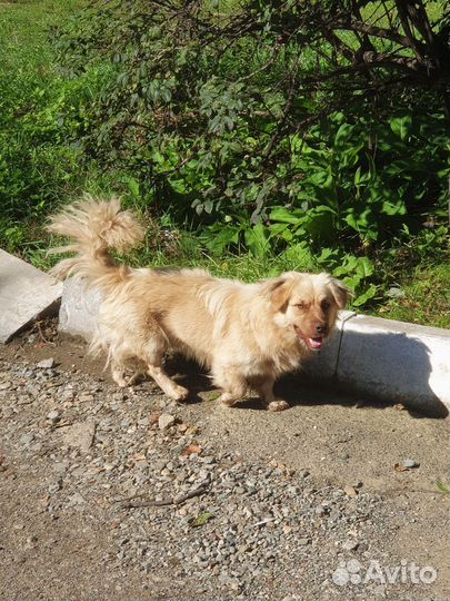 Собака в добрые руки