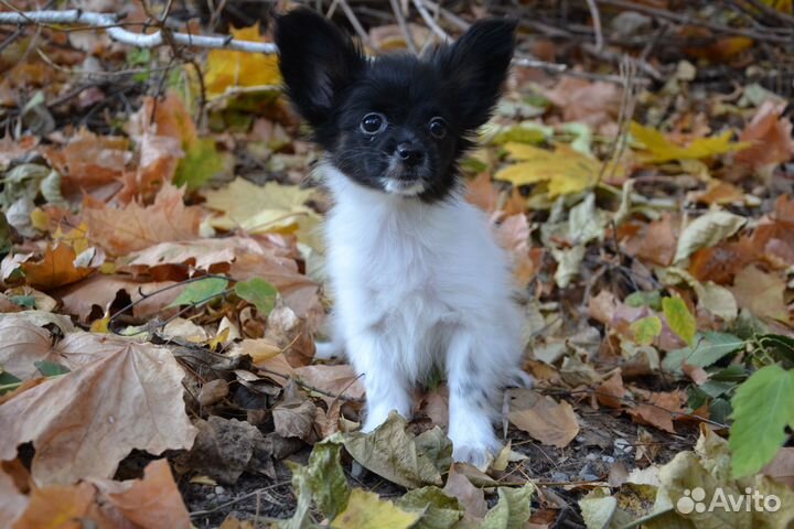 Папийон девочка