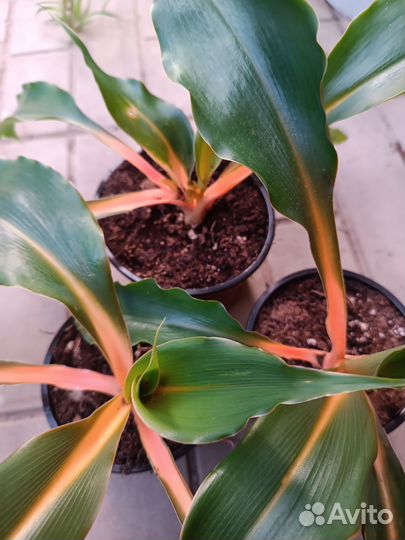 Хлорофитум