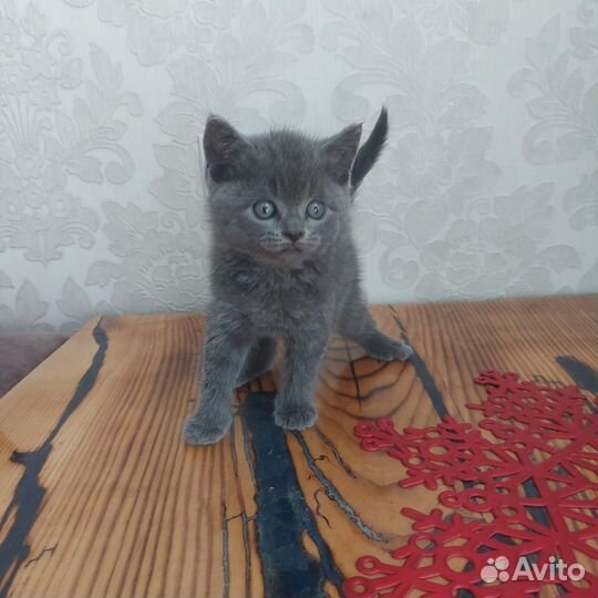 Британский котик