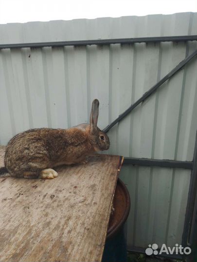 Кролик Самец