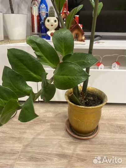 Замиокулькас