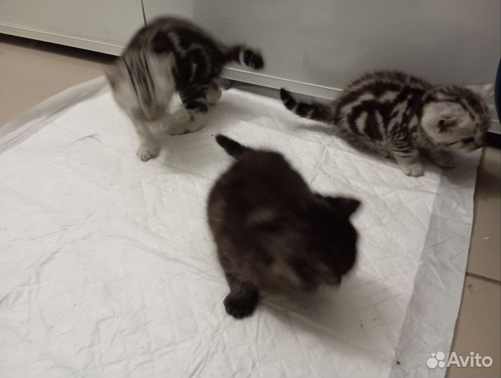 Шотландские вислоухие котята