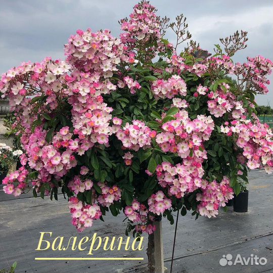 Розы на штамбе