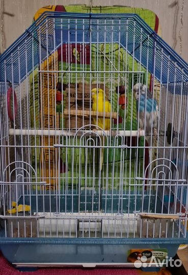 Волнистые попугаи с клеткой