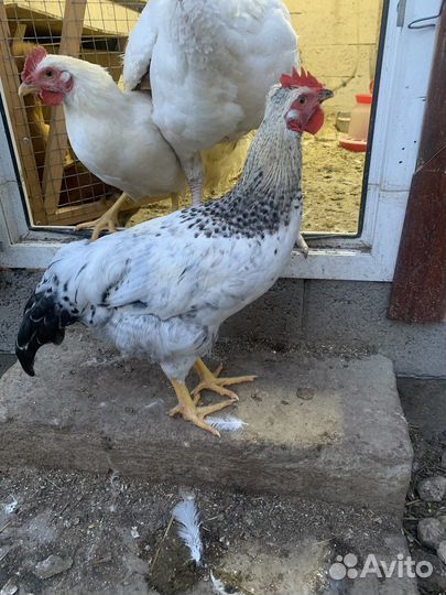 Петухи молодые домашние