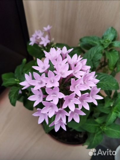 Пентас. Цветы комнатные