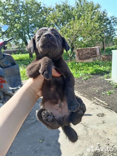 Щенки обычные