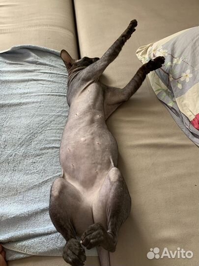 Канадский сфинкс вязка