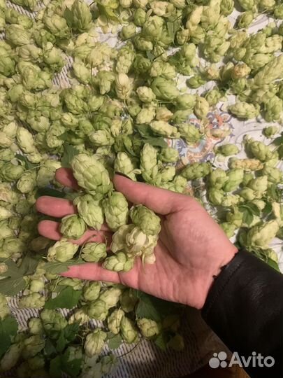 Хмель шишки