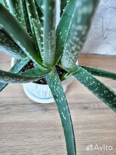 Алоэ вера лечебный