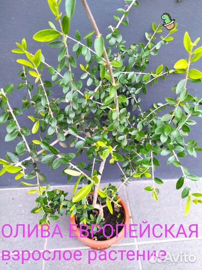 Лавр, Банан, Олива, Мирт, Антуриум Блэк Лав