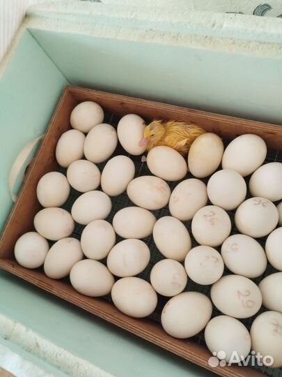 Инкубационное яйцо индоутки