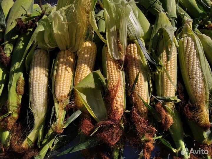 Сладкая,молочная кукуруза.(сахарная)