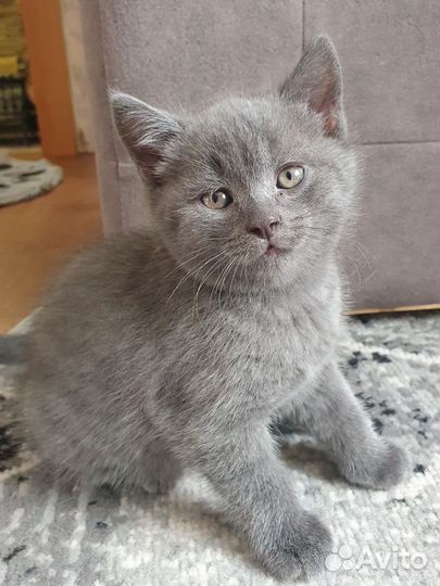 Кошки в добрые руки