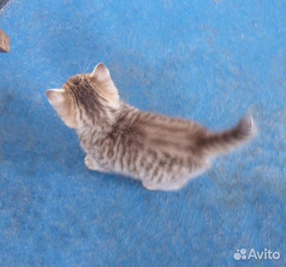 Британская шоколадная кошечка