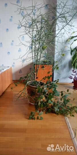 Комнатные растения