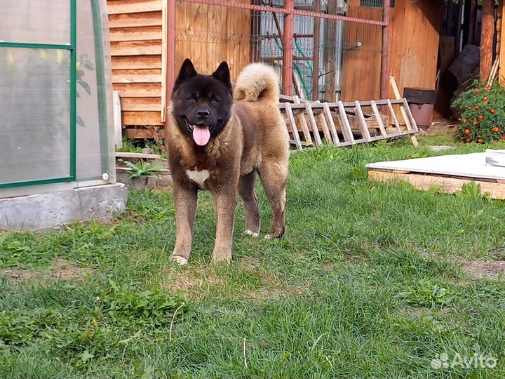 Американская акита вязка