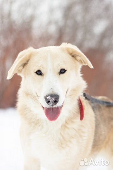 Собака улыбака в дар