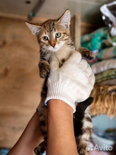 Интересные котята)