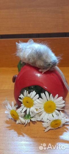 Сатиновые мыши