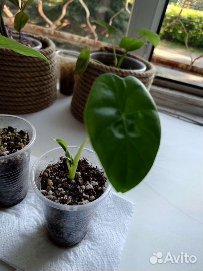 Алоказия кукулата