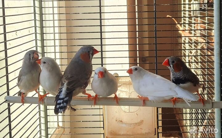 Зебровые амадины